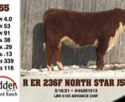 Ridder Hereford Ranch - Lot J55 from j55