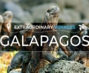 The Galapagos is not just one trip among many others, it is the trip of a lifetime, a dream for many.nThe archipelago is a spectacular destination, both for these landscapes and for its fauna and flora. Life teems everywhere, in the air, on land and underwater.nUniquely located on both sides of the equator, these wondrous islands rise up in the middle of the Pacific 900 kilometers west of mainland Ecuador.nMade famous by the animal studies and observations of Charles Darwin, father of the theory