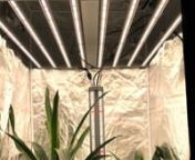 Get started today► 6 best cannabis grower things for success.nnYou will see the nice flowers and beautiful fuits in the vedio. The lights are 830W and 1000W, using Samsung lm561C plus OSRAM red, full spectrum 4000K. lm561C is not so expensive as lm301b or lm301h, but with similar performance. Cost will be much better if use lm561C.These 830W and 1000W light also our best sell.nIf you are interested in, feel free to contact HORTYKEY at whatsapp:008613560728461
