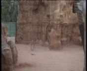 Hace justo 10 días que la pequeña jirafa veía por primera vez la luz ante la atónita mirada de los visitantes de Bioparc y ahora ha comenzado a salir a la reserva del recinto, a la vista del público. El pasado 5 de julio y tras 15 meses de gestación, la jirafa
