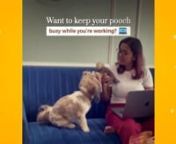 No more guilt of leaving your furry friend alone �❤️ nnDogsee Hard Bars are the perfect solution to keep them entertained and occupied while you focus on work �nnPacked with long-lasting chewiness, these bars provide endless hours of delicious distraction. nnHard Bars are:nn✅ Made from protein &amp; calcium rich himalayan cheesen✅ Help fight plaque &amp; tartar n✅ Gluten &amp; preservative freennOrder now to grab a 15% OFF on these nutritious and tasty hard bars.nnKeep you pup busy