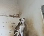 Hilf den geretteten „Listenhunden“ im spanischen Tierheim „Animals Sense Sostre“ mit Futter: