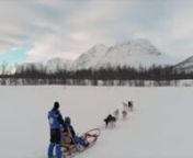Dog-sledding-background-video from video sledding