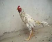WHITE TIGER ASEEL ROOSTER from aseel