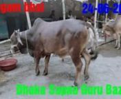 মাঝারি সাইজের কোরবানি গরুর বাজার দর গাবতলী হাট 24-06-2023 from সাইজের