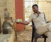 Monkey lover police officer