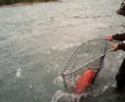 This clip is also part of the trip Dan made to Alaska along with a bunch more usinghis JonesCAM CapCAM on his baseball caps visor.Dan Stewarts made this clip while fishing for salmon.The awesome catch (37 lbs42 inches long) and footage speaks for itself, the fishing was great and the ease of use as Dan