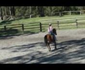 No Fuss - Just Pull Out Of The Paddock Mare.nnLil is just under 15hh Rising 6yo ASH Mare.nA lovely easy going little mare that has a nsuper soft little mouth.nJust catch her in the paddock, doesn&#39;t matternhow long you have spelled her.nnLocated near Kempsey NSWnnFor further information, please contact Brad ScottnPH: 0427 624 305