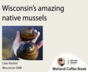 Tune in for an introduction to the 50 species of native mussels in Wisconsin. Lisie will discuss their ecology, historical uses, and cultural contributions, as well as their diversity, fascinating life history, and significance to water quality. Plus she’ll explain how mussels were key to bringing international recognition to some important Wisconsin wetlands! Last but not least, learn the difference between a mussel and a clam!nnLisie Kitchel is a Conservation Biologist in the Bureau of Natur