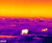 See, how lions approaching to their pray in the night. Done at a night safari with FLIR E95 and 14° optics.