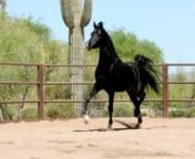 2018 RARE Black STRAIGHT EGYPTIAN StallionnnAA ELITE LEGACY (Ali Halik x AA-Delilah)nn- For BREEDING/For SALEnn- Homozygous Black. Will produce 100% black foals with black mares. nn- KENZ NOOR, IMPERIAL BAAREZ, IMPERIAL MADORI, ANSATA IBN HALIMA… nn -Great Pedigree: https://www.allbreedpedigree.com/aa+elite+legacynn- Moves Beautifully nn- 15.2+ hands.nn- Smart. nn- Athletic.nn- Friendly. Seeks out human interaction.nn- First foals are beautiful. See photos on our website.