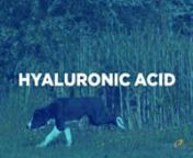 COG Hyaluronic Acid - Dogs_r3v4 from cog