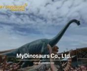 Buy it: https://www.mydinosaurs.com/product/1...nBrachiosaurus is a member of the sauropod family and one of the most well-known of all dinosaurs. It gets its name from the great height of its humerus, or upper arm bone - which is longer than most humans are tall. For almost a century, Brachiosaurus was considered the tallest of all dinosaurs, being over 13 meters tall. Since then, other dinosaurs have been discovered to have been taller.nThis animatronic Brachiosaurus is 18M in length, with mov