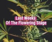 Ah, the bloom phase; arguably one of the most exciting times on a #cannabis grower’s calendar. But what exactly happens during the #flowering phase? How do cannabis plants start flowering, and what can you do to maximise their performance during this critical stage of their life cycle? In this video, the expert growers at Royal Queen Seeds explain the #cannabis flowering phase and everything you need to know about it. nnRemember, each cannabis plant is different, and you’ll want to keep a ke