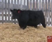 Lot 92A - Atlasta Angus 2020.mp4 from 92a
