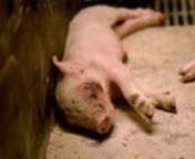 Cada año tan solo en EE.UU., 115 millones de cerdos son asesinados para convertirlos en comida. Cada hora, alrededor de 1 000 cerdos son asesinados en mataderos, eliminando cualquier posibilidad de que sus muertes sean indoloras o humanitarias. Más inteligentes que los perros, los cerdos son animales socialmente complejos quienes forman vínculos y sienten empatía entre ellos. En sus hábitats naturales, construyen nidos, toman baños de sol y regulan su temperatura bañándose en lodo debido