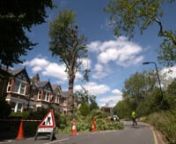 Essex Tree Care - Pollarding Lime Trees from lime tree care
