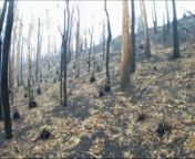 A time lapse movie of the vegetation growing back after the Currowan Fire swept through in December 2019 and January 2020. nnMusic: A Hidden Life by James Newton Howard, Lok Gweltaz by Alessandro Simonetto, Penn Ar Roc’h by Yann Tierson. nnAcknowledgements: Many thanks to Paul Martin from Eurobodalla Shire Council for his assistance.