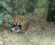 If seeing Royal Bengal Tigers in Bandhavgarh National Park is at top of your bucket list then you need to book Bandhavgarh jungle safari now with Nature&#39;s Sprout. This National Park is a home of many Royal Bengal tigers and when you passes through gates then you have a great chance to see Tiger sighting. Watch this video to see tiger sighting in Bandhavgarh National Park. We offer special discounts on Bandhavgarh safari booking and resort booking in Bandhavgarh. Book Now!nnBook your safari onlin