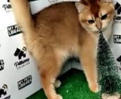 PW Golden Shaded British Shorthair Kitten (Male) For Sale 1 from sale male