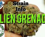Welcome to another episode of Bobs Bomb Buds. In today&#39;s episode of Bobs Bomb Buds I will be presenting Alien Grenade from Cannabismo and all the details about this strain. Alien Grenade is another bomb bud added to Bobs Bomb Buds collection. Please like and Subscribe to my channel for more bomb buds and other Cannabis related content. Also follow me on Cannabuzz, Facebook and Twitter. Stay lit friends!nnCannaBuzz: https://www.cannabuzz.app/users/bobsb...nnFacebook: https://www.facebook.com/Bobs