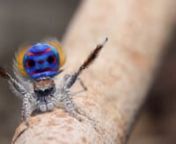 The Stunning Dance of the Peacock Spider from spider dance