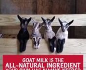 Treat Your Skin to the Goodness of Goat Milkx1f410httpsgoatmilkstuff from milkx