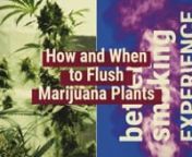 Wondering how to improve the taste and smell of your plants? Learn in this video the what, how, and why of flushing cannabis plants.nnFlushing removes these remaining nutrients, improving the quality of the experience. Fortunately, flushing your cannabis is an effortless and easy task, and will have you producing smooth and delightful bud in no time.