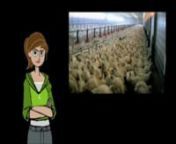 A full lenght documentary, one of the best pedagogic material to raise awaireness about the sad lives of animals raised in factory farms, showing why eating animals, eggs and milk is not that good.No hard graphics so young people and sensitive people can watch.nnUn excellent mini-reportage pédagogique dans lequel les animaux ont la parole dans un dialogue avec la jeune Lola.