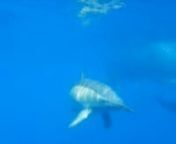 Aquí tienen el vídeo de nuestro emocionante encuentro con delfines yballenas en la Isla Baja... nSon delfines comunes y la ballena es un Rorcual Tropical. Y esas bolas de pescado menudo seguramente es el motivo de tanta algarabía de cetáceos por nuestras aguas últimamente...nY ahora es cuando viene eso de: ¡¡Qué suerte vivir aquí!!n¡Que lo disfruten!