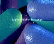 This animation illustrates how bacteria form a biofilm. A biofilm - more commonly know as