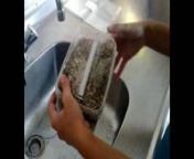 We made a simple, video how to grow your own Magic Mushrooms. Watch the part 2 : http://vimeo.com/18739897 for what to do after the 12 hour soak.nNotice: these instructions can be used for most of the growing kits available, but not all. nnAll manuals available for free download PDF on: https://www.magic-mushrooms-shop.com/en/
