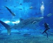 Churaumi Aquarium in Okinawa with EOS 6DnCopyright - photo by endeva All Rights Reserved.nn오키나와 추라우미 수족관
