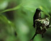 BIRTHnNacimiento de un colibrínnDando un paseo por el bosque lluvioso de la isla de Dominica, seguí el sonido del agua hasta encontrarme con un riachuelo. Me senté a descansar un rato entre árboles y vegetación, y unzumbido me llamó la atención: ¡un colibrí! Un colibrí dando vueltas de una rama a otra entre toda la humedad. Lo seguí con la vista, y, después con la cámara… y de pronto me dí cuenta de que siempre volvía al mismo lugar. ¿Qué había? Con cuidado me acerqué. Un