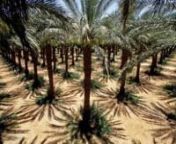 This video shows the picking (harvesting) of dates - the fruits of the Date Palm. The farm is in Kibbutz Samar, located in the Arava valley, between the Dead sea and the Red sea - a part of the Great Rift valley. nThis plantation is organic, grown under strict organic regulations in desert conditions: very high temperatures and irrigation with saline groundwater. During the day I shot this video, the temperature was around 40 c (Celsius degrees) - 104 F. The dates are of Medjoul variety, a very