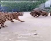 Lion KingLion Fight Jungle Raja TigerJeetpuria Janab #Shorts #lion #youtubeshorts