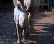 Thrilled Chester zookeepers watched the birth live on camera as 15-year-old mum Asha delivered her newborn calf at 4.24pm on October 14.&#60;br/&#62;The rare greater one-horned rhino was born already weighing a hefty 7 stone (50kg) and will grow to around 1.7 tonnes.