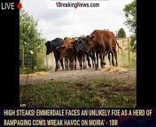 Emmerdale&#39;s residents faced an unlikely foe on Monday&#39;s episode as a herd stampeding cows wreaked havoc on Moira Dingle&#39;s farm. Advertisement. As the treacherous storm continued to rip through the village, the barn housing the cattle collapses, ...&#60;br/&#62;&#60;br/&#62;VIEW MORE : https://bit.ly/1breakingnews&#60;br/&#62;