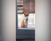 &#60;p&#62;A fox showed up at a woman’s home for Christmas dinner after knocking on her door every day for the past year.&#60;/p&#62;&#60;p&#62;Credit: BPM Media&#60;/p&#62;