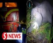 &#60;br/&#62;An elephant calf died in Kluang, Johor after it was rammed by a train transporting 70 passengers from Johor Baru to Gemas. &#60;br/&#62;&#60;br/&#62;Read more at https://tinyurl.com/4pd2ma2w&#60;br/&#62;&#60;br/&#62;WATCH MORE: https://thestartv.com/c/news&#60;br/&#62;SUBSCRIBE: https://cutt.ly/TheStar&#60;br/&#62;LIKE: https://fb.com/TheStarOnline&#60;br/&#62;