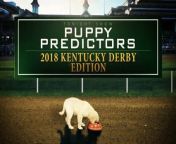 immy welcomes back his panel of puppies to predict the results of the 144th Kentucky Derby.