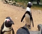 A penguin has become a &#39;guide-bird&#39; for a companion suffering cataracts - escorting her to food and round their enclosure.&#60;br/&#62;The helpful animal - called Penguin - has bonded with &#39;Squid&#39; the three-year-old with eye problems.&#60;br/&#62;Penguin is now inseparable from Squid who has poor vision because of cataracts - a debilitating condition that clouds the lens of the eye.&#60;br/&#62;The hand-reared African Penguins &#39;amazed&#39; the keepers at Birdworld in Surrey with their remarkable relationship.&#60;br/&#62;Squid is often disoriented during busy feeding times and relies on Penguin&#39;s &#92;