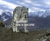 ❄️ The snow leopard is critically endangered and lives in the ‘Third Pole’ which, with accelerating globalization and climate change, is one of the most vulnerable habitats on earth. Conservationist Charu Mishra has committed his life to saving this magnificent creature and to transform conservation principles by enlisting the help of local communities. &#60;br/&#62;&#60;br/&#62;Find out more: https://stories.cgtneurope.tv/saving-the-snow-leopard/index.html &#60;br/&#62;&#60;br/&#62;#SnowLeopardtrust #partnersprinciples #ethicalconservationalliance #thirdpole #Whitleyawards #Himalayas #conservation