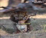 Witness the awe-inspiring sight of a powerful lion as it carries a gazelle carcass, its intense gaze locked with the camera. This incredible footage captures the raw strength and determination of the lion in its natural habitat, showcasing the beauty and ferocity of the animal kingdom. &#60;br/&#62;Prepare to be captivated by the relentless spirit of nature! &#60;br/&#62;&#60;br/&#62;Video ID: WGA769320&#60;br/&#62;&#60;br/&#62; #LionKing #WildlifeWonder #NaturePhotography #AnimalKingdom #MajesticMoment #WildlifeEncounter #FierceGaze #IncredibleNature #ViralVideo #HeartwarmingContent #AnimalLove #SavageBeauty #NatureIsAmazing #WildlifePhotography #NaturalWonder