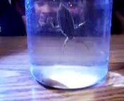 A strange fight,&#60;br/&#62;Giant water bug vs. a dying beta fish...the fish has no chance. &#60;br/&#62;