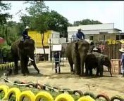 A family of painting elephants prepare to wow audiences at a Japanese zoo. &#60;br/&#62; &#60;br/&#62;An elephant couple and their one year old baby put paint onto canvas with a paintbrush held in their trunks to display their artistic abilities. &#60;br/&#62; &#60;br/&#62;Penny Tweedie reports.