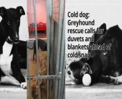 Cold dog: Greyhound rescue calls for duvets and blankets ahead of cold snap from hifi snaps পিকচার