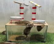 Best mouse trap idea-creative mouse trap at home #rat #rattrap #mousetrap from indian suhag rat rumanc