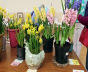 Members of the local SWI groups came together in Turriff on Saturday for their annual bulb show which showcases floral talent along with homebaking, artwork and both children&#39;s and adult crafts