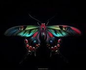 Prompt Midjourney : photo taken by a Nikon in the style of National Geographic of a futuristic and highly red coloured butterfly with big wings. full black background, three quarter view, picture of the full animal, highly saturated colors --chaos 40 --v 6.0